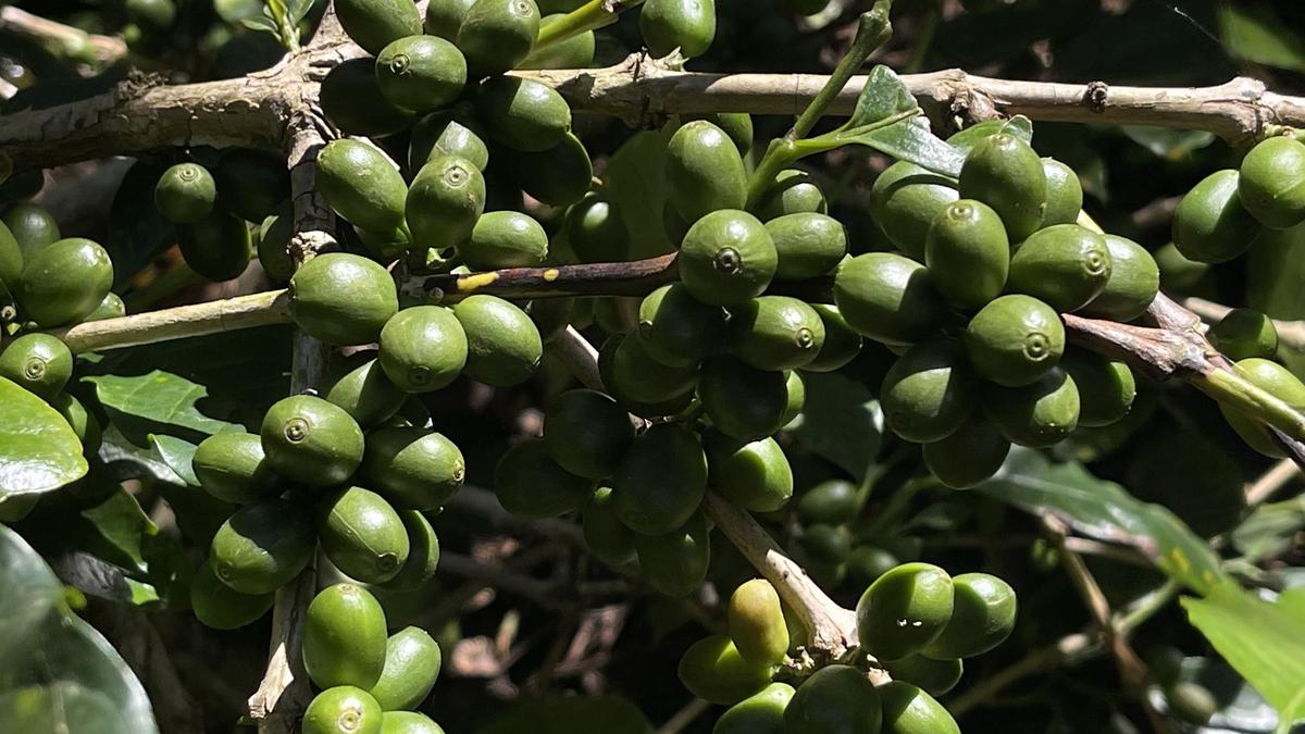 Unseasonal rains play spoilsport, hamper coffee harvest in plantation districts: Karnataka Planters’ Association