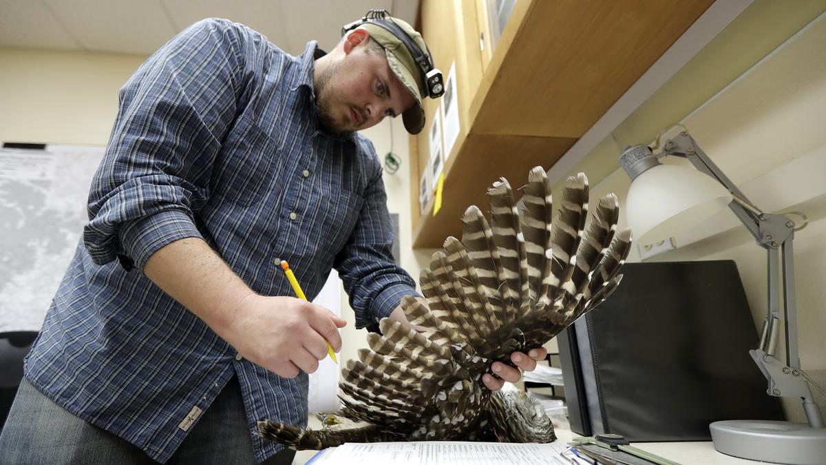 Killings of invasive owls to ramp up on US West Coast in a bid to save native birds