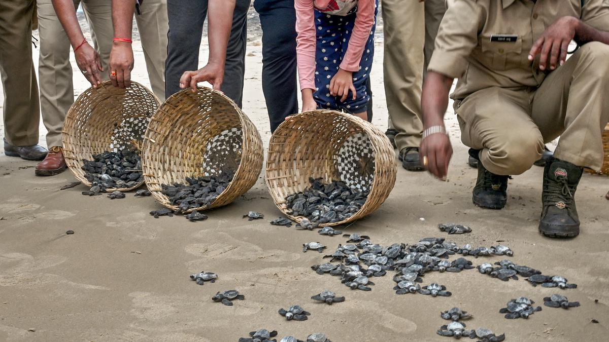 In Visakhapatnam, conservation efforts are on to save the Olive Ridley turtles