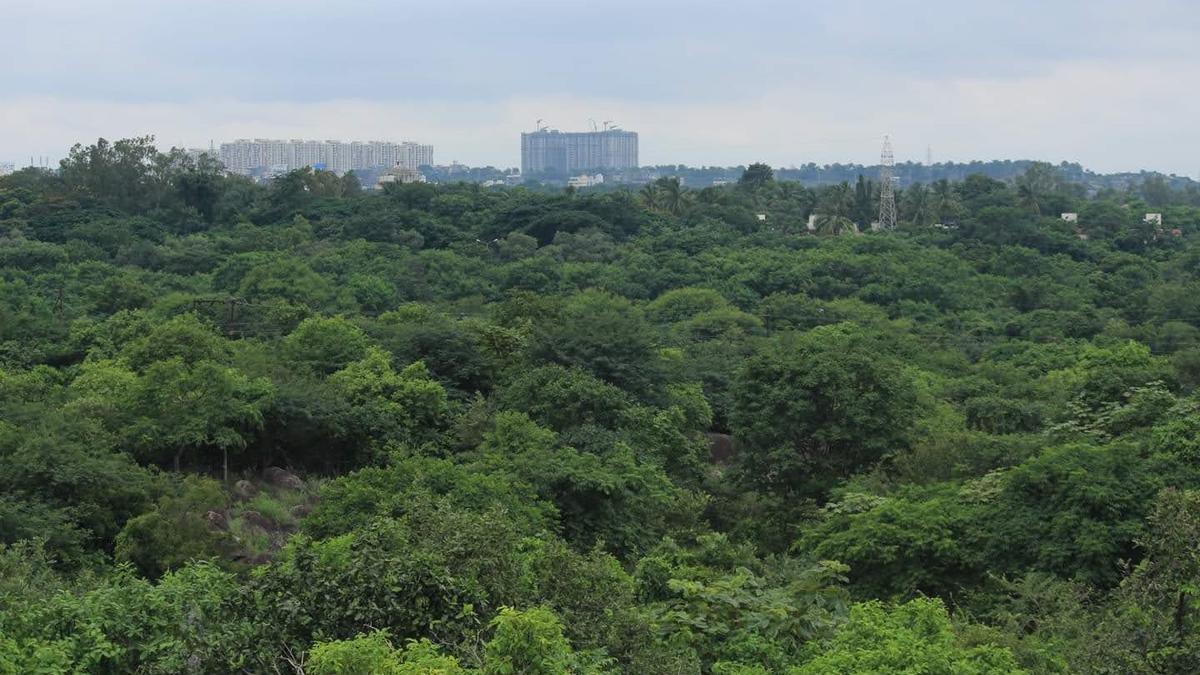Fauna, lakes in Kacha Gachibowli mentioned in petition; Collective calls upon citizens to oppose the auction of 400 acres land