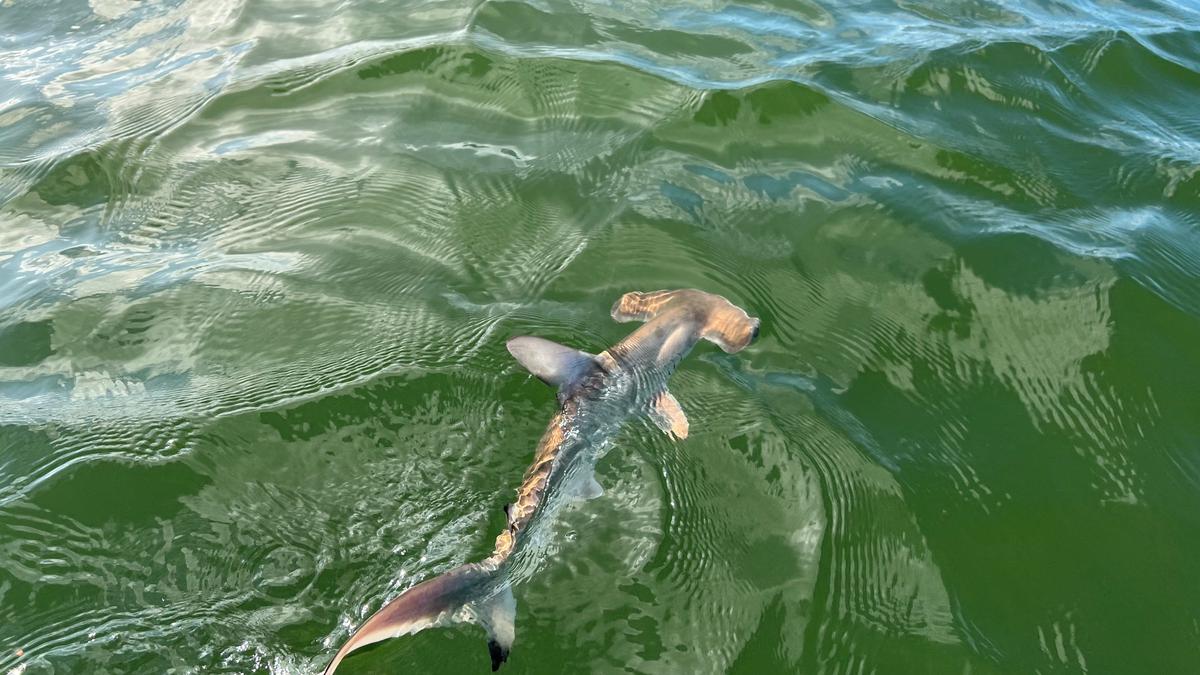 Scientists discover hammerhead shark nursery in Ecuador's Galapagos