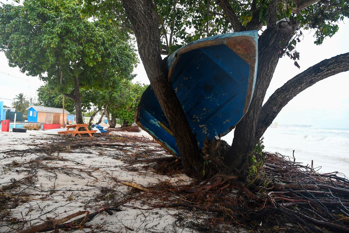 A boat ended up in a tree after the passage of Hurricane Beryl in Oistins gardens, Christ Church, Barbados on July 1, 2024. 