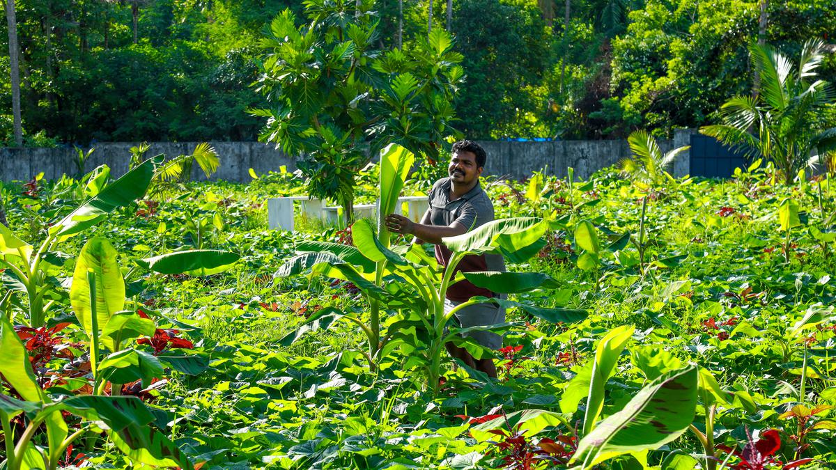 Nature takes firm root in these veggie farms
Premium