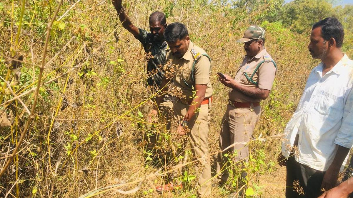 Camera traps placed to track tiger in village in Erode district