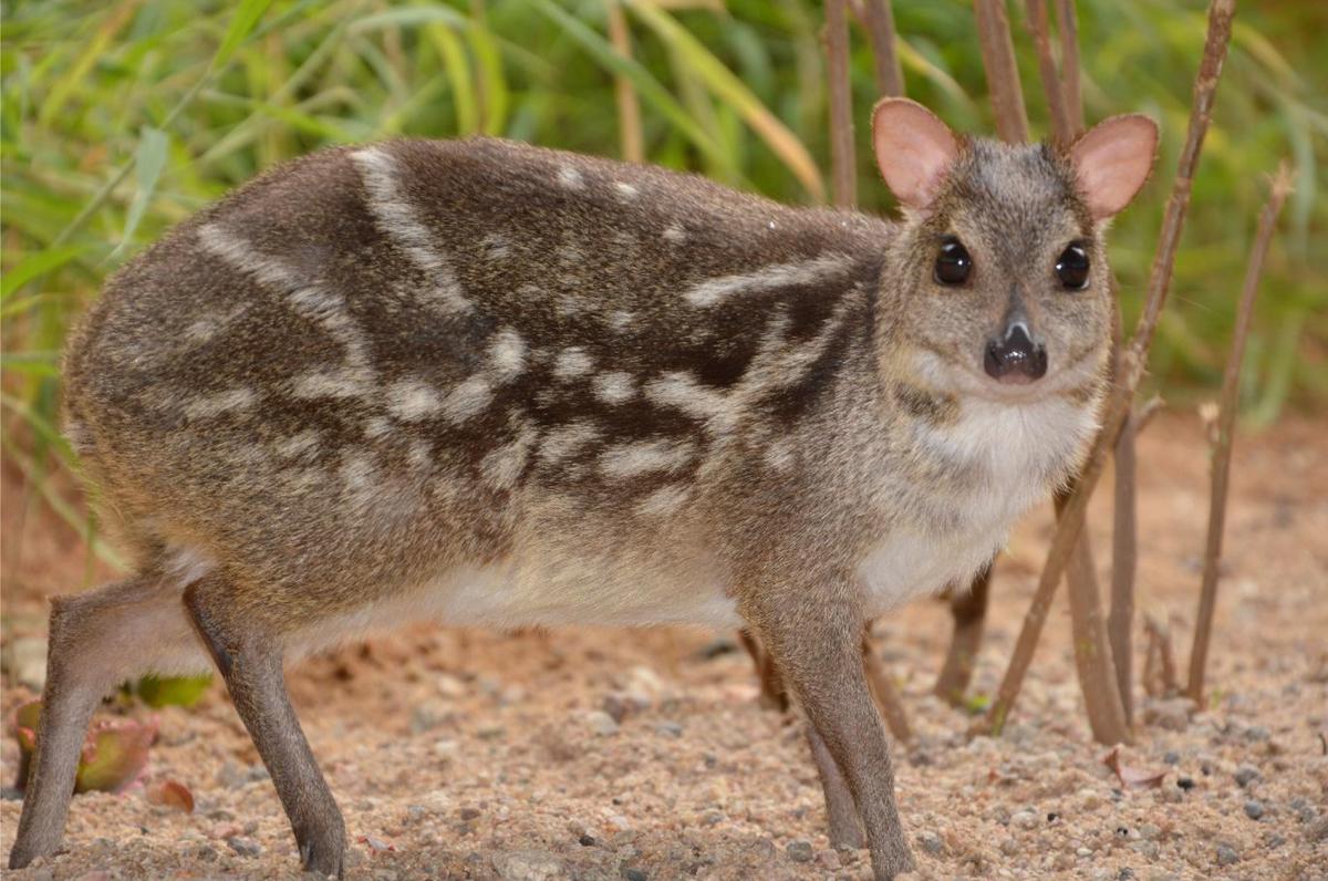 Mouse deer pheromones helped CCMB scientists in species recovery programme