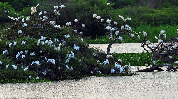 Know-the-birds flashcard game for kids ahead of Teacher’s Day