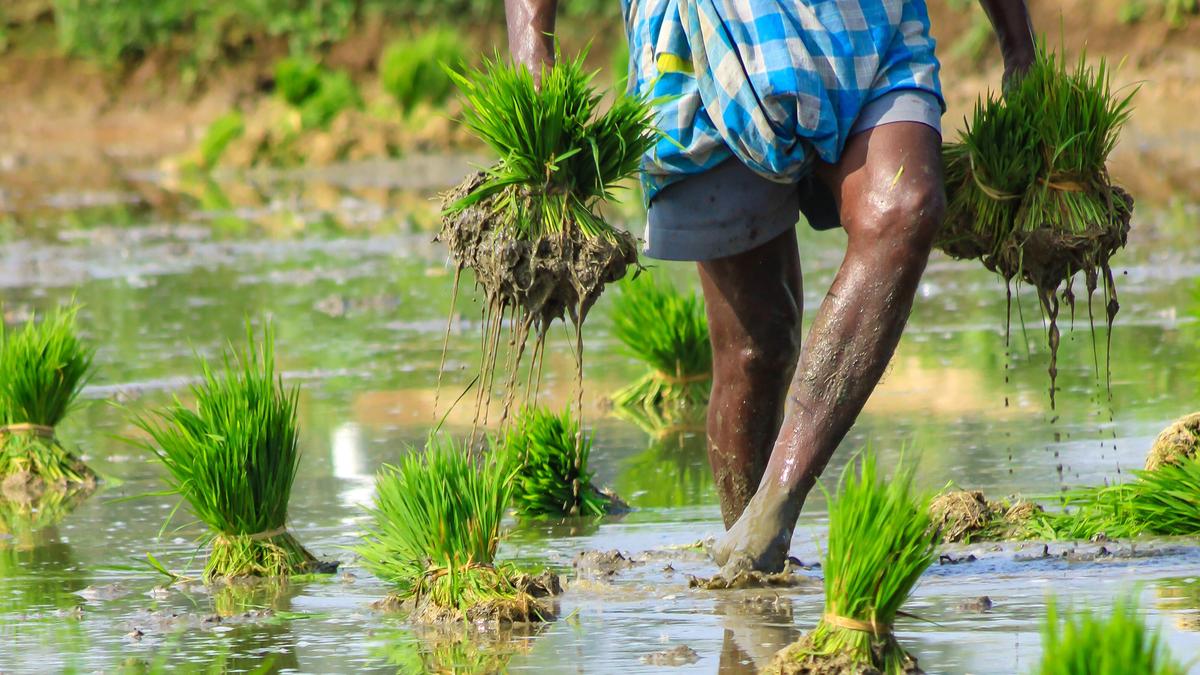 Why is leptospirosis claiming so many lives in Kerala?
Premium