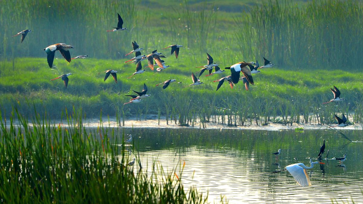 Late winter birdwatching in Visakhapatnam reveals a surprising shift in migratory patterns