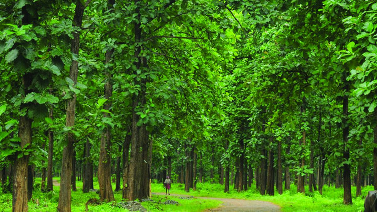 Nilambur teak auction: Palakkad division to recognise top bidders