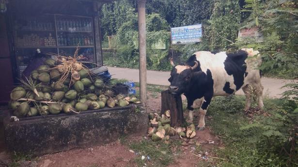 Aggressive bull to be confined to Brahmavar temple premises