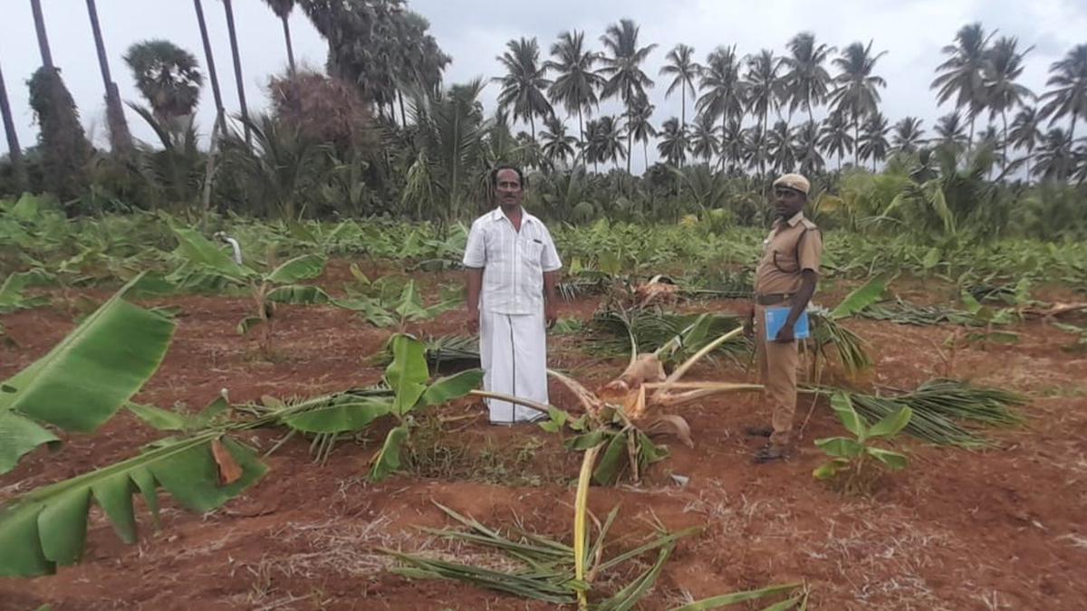 Nearly ₹ 1 crore given as compensation for crop damages in Coimbatore this year