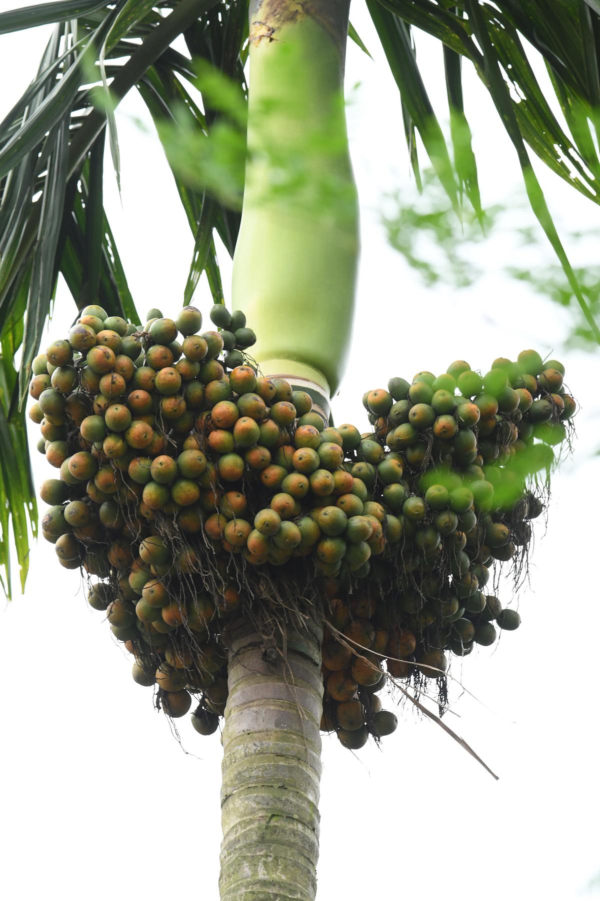 A file photo of an areca nut tree affected by fruit rot disease.