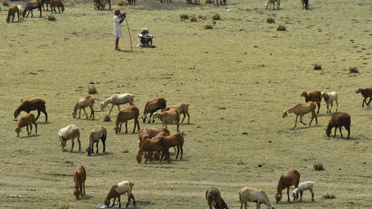 Grazing animals important in mitigating climate change