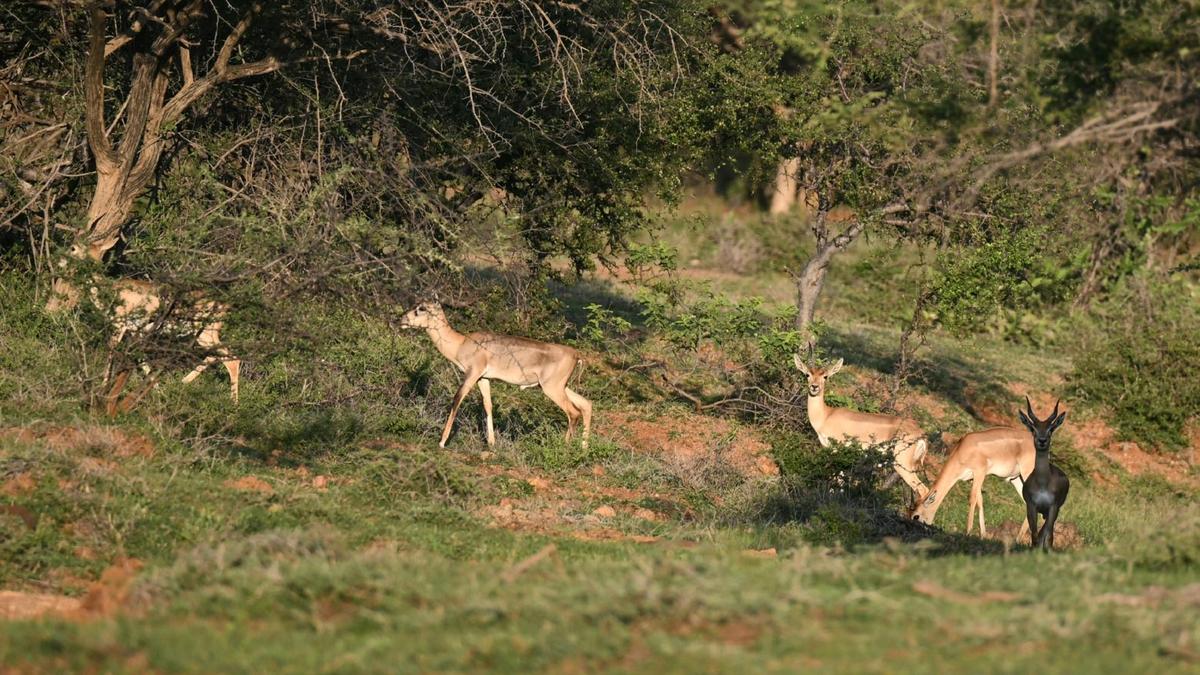 NGT sets aside SEIAA rejection of quarry near Vallanadu Blackbuck Sanctuary