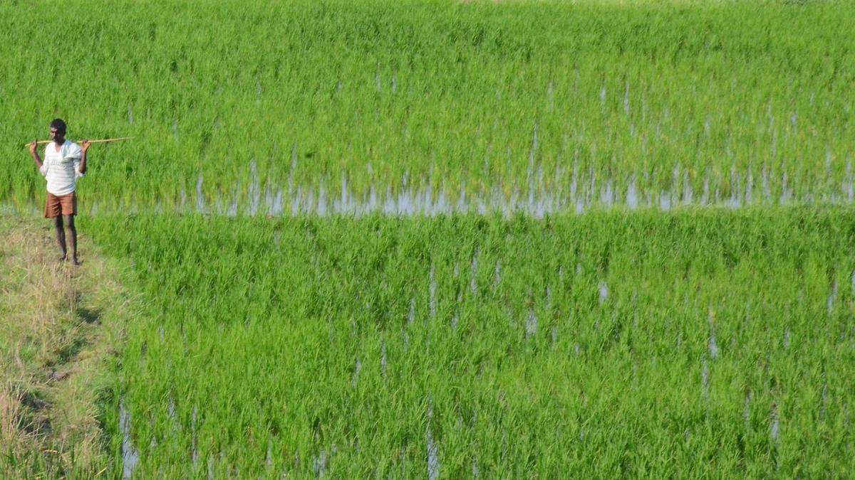 Allocation to Telangana&rsquo;s Rythu Bandhu in FY 2026-27 likely to see a decline