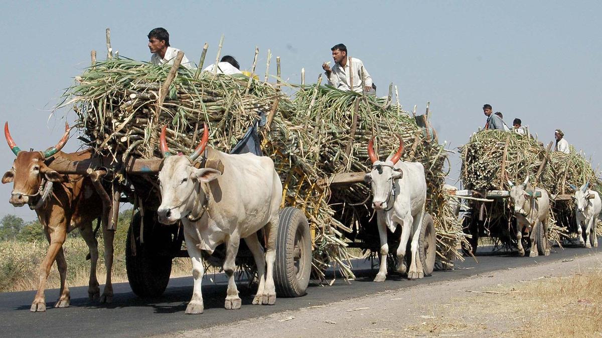 Sugarcane FRP in Karnataka: Ensuring mills pay what is mandated is a tough task