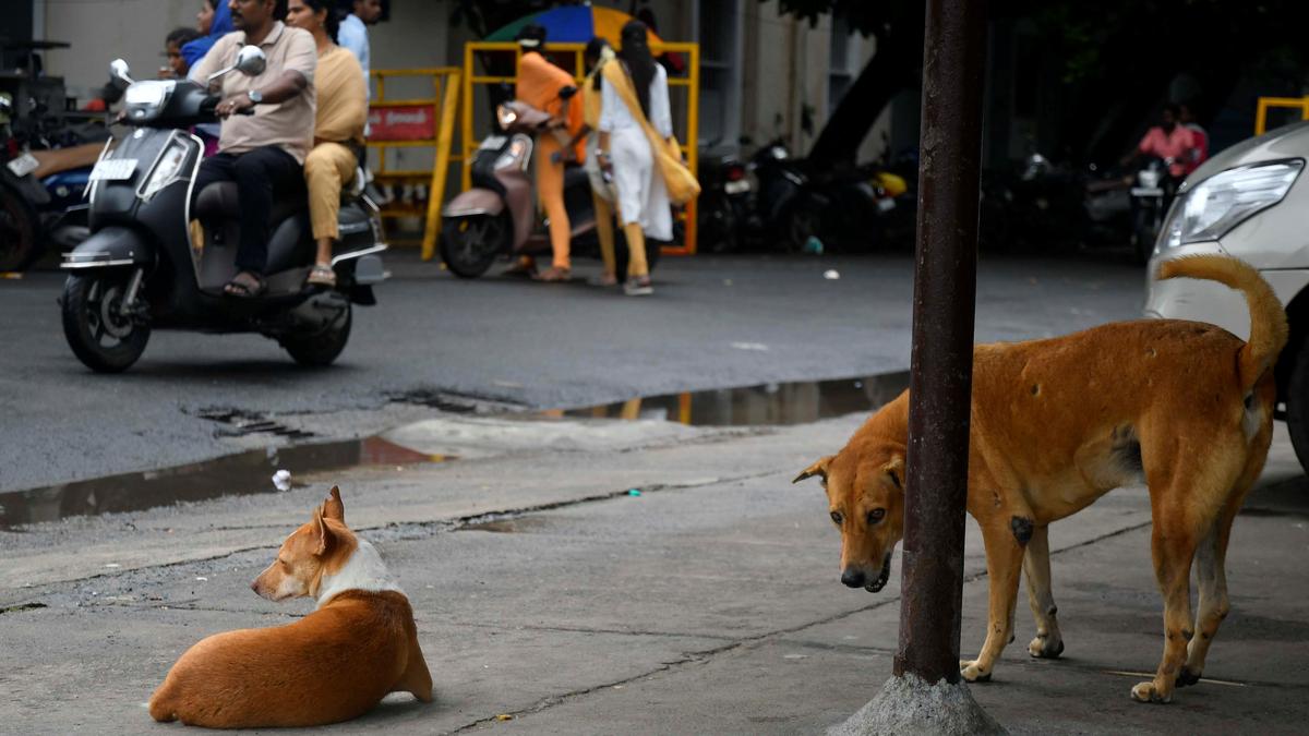 Lack of awareness, poor adherence to ARV main cause of rabies deaths; pet animals major source of infection