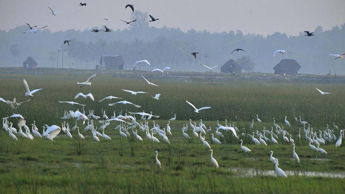 Nanjarayan and Kaliveli bird sanctuaries get Ramsar site tag; T.N. tops list in the country