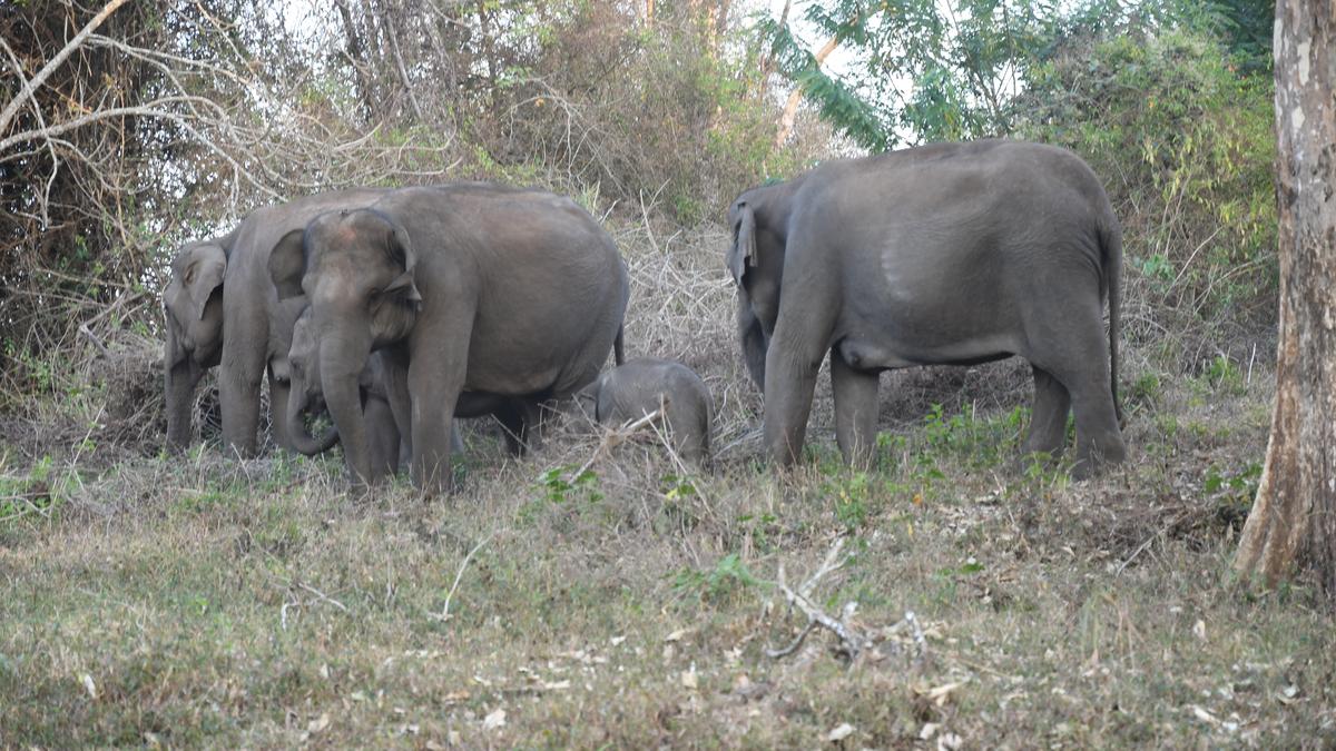AI cameras to be installed at 90 conflict points across T.N.’s Gudalur forest division to curb human-elephant conflict