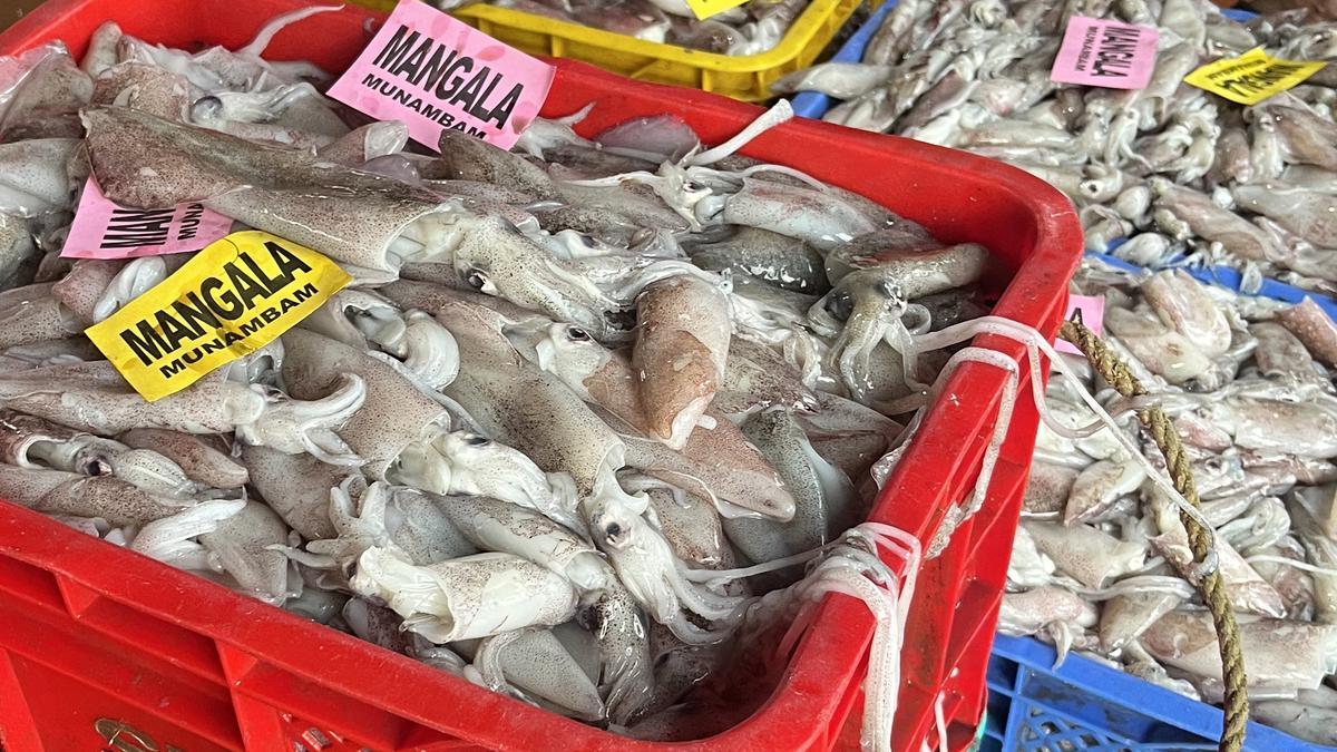 CMFRI decodes genetic blueprint of Indian squid