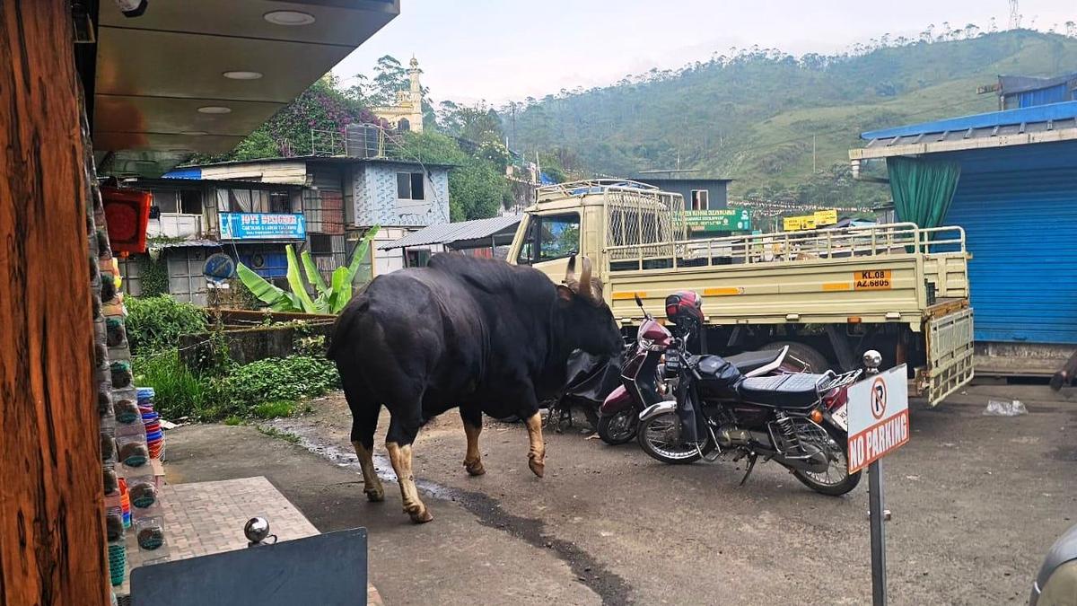 Wild gaur enters Munnar town; narrow escape for shop owner, tourists