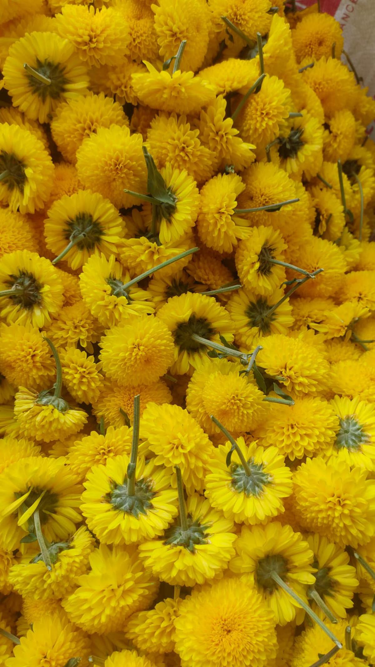 Vanguard Exports sends traditional flowers like yellow and white chrysanthemums