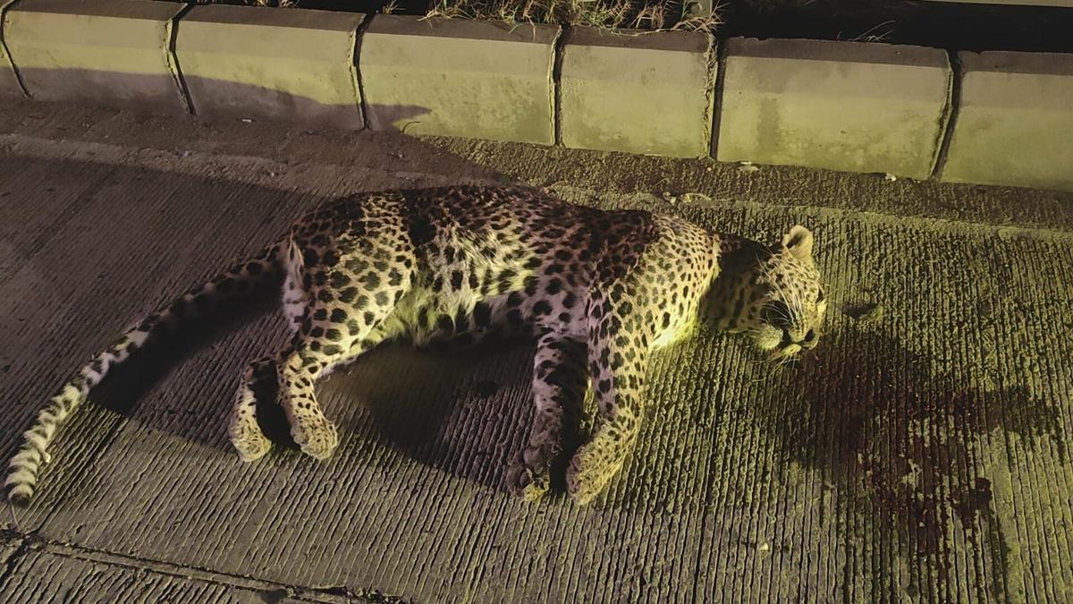 Three-year-old leopard dies in road accident