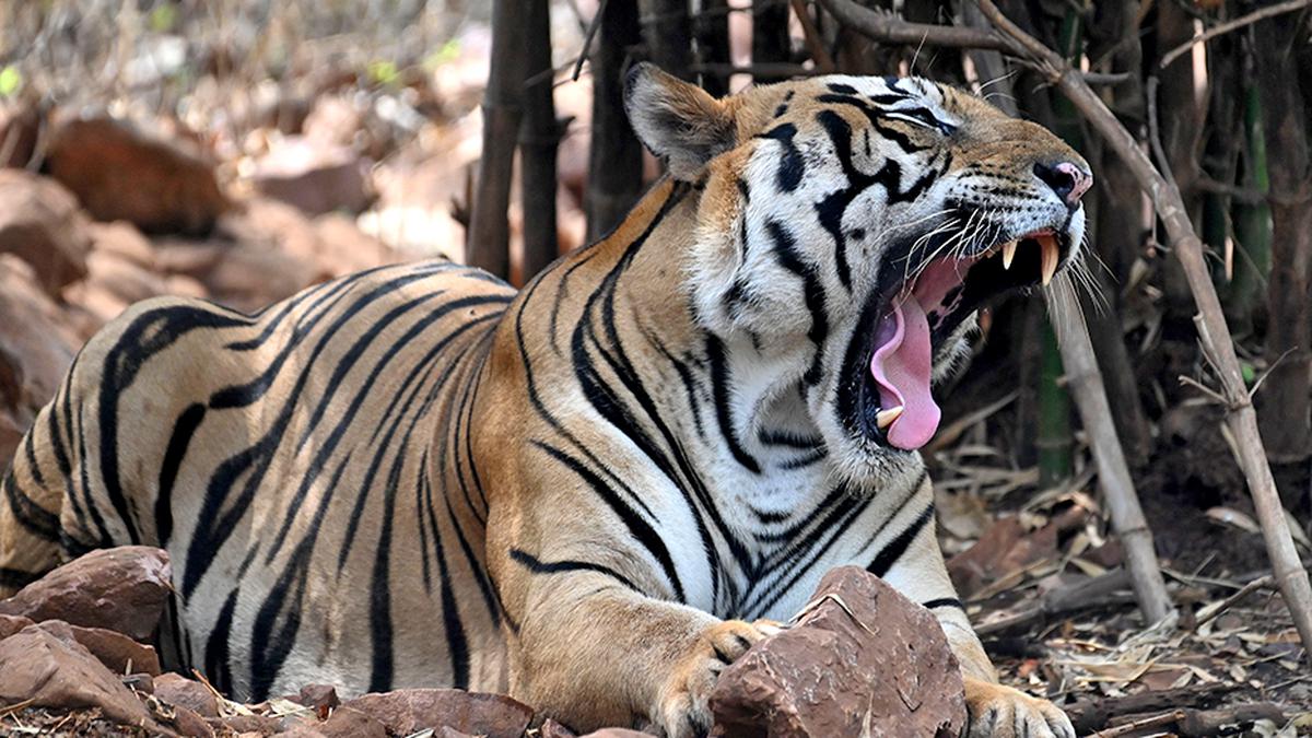 Tiger in Adilabad: Forest dept. issues advisory to people