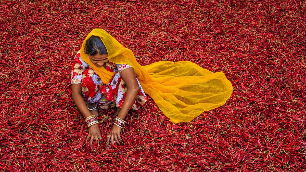 Rajasthan to host nationwide roadshows ahead of agritech meet