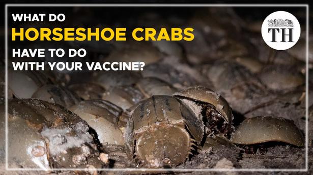Watch | What do horseshoe crabs have to do with your vaccine?