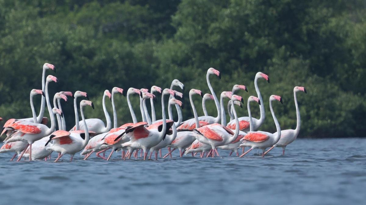 https://th-i.thgim.com/public/incoming/ubqilb/article70874759.ece/alternates/LANDSCAPE_1200/10237_17_4_2026_19_39_56_2_GREATERFLAMINGO2.JPEG