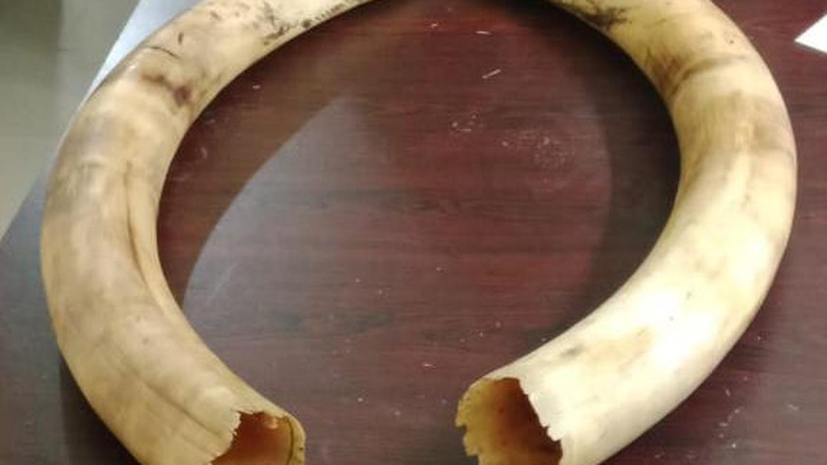 Elephant tusks worth ₹2 crore stolen from Pangode Military Station in Kerala