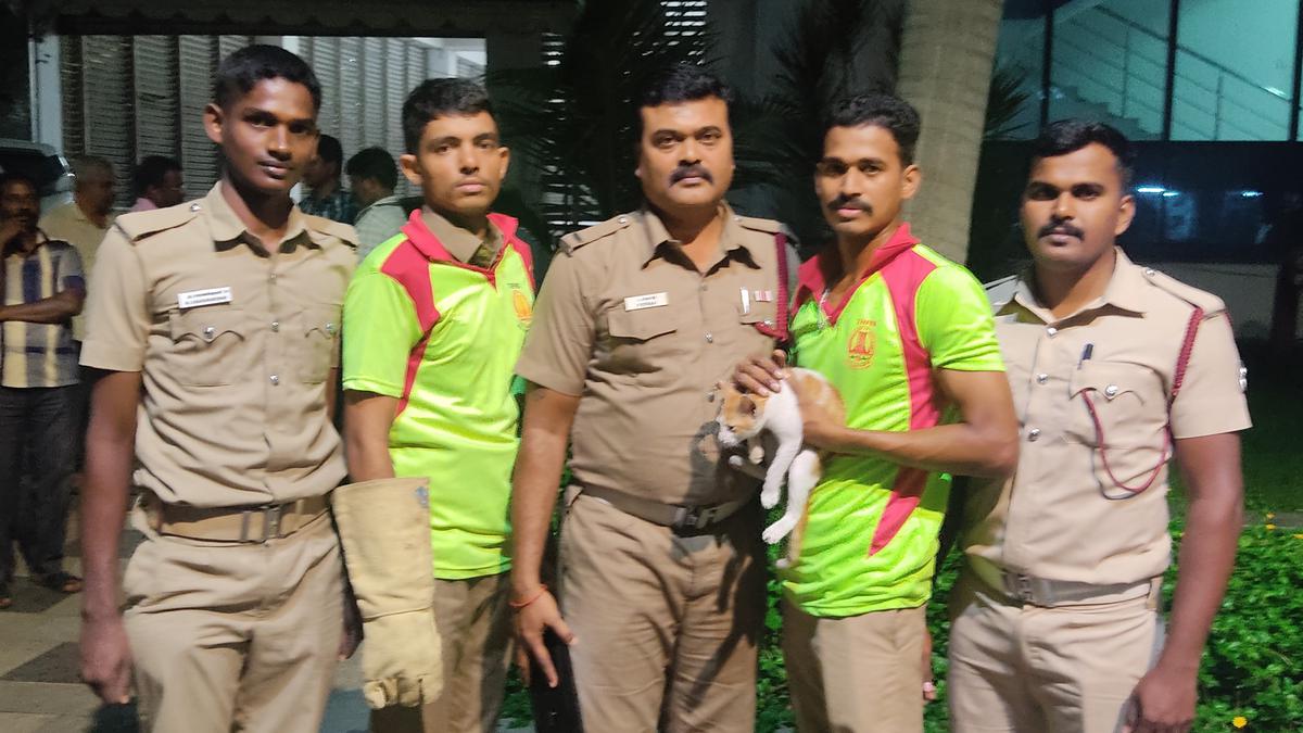 Fire services personnel rescue cat at Greater Chennai Corporation’s headquarters