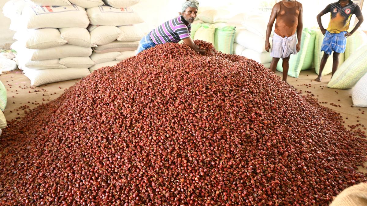 Red chilli yield severely hit by mid-December rain in Thoothukudi district