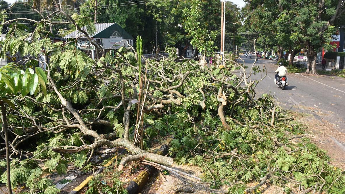 Heavy rains bring respite from heat, but uproot many trees in Mysuru