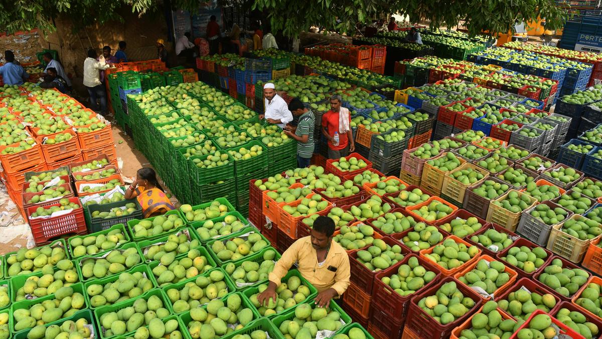 Weather woes, pest attack deal a blow to Telangana’s mango harvest, flavour