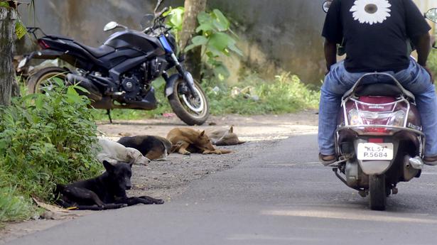 Kozhikode Corporation joins petition seeking to kill dangerous stray dogs