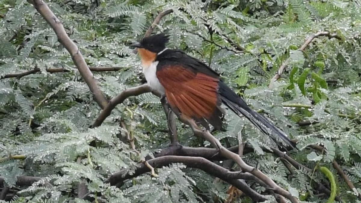 Rare birds show up at unlikely spaces in Chennai on October 15 and 16