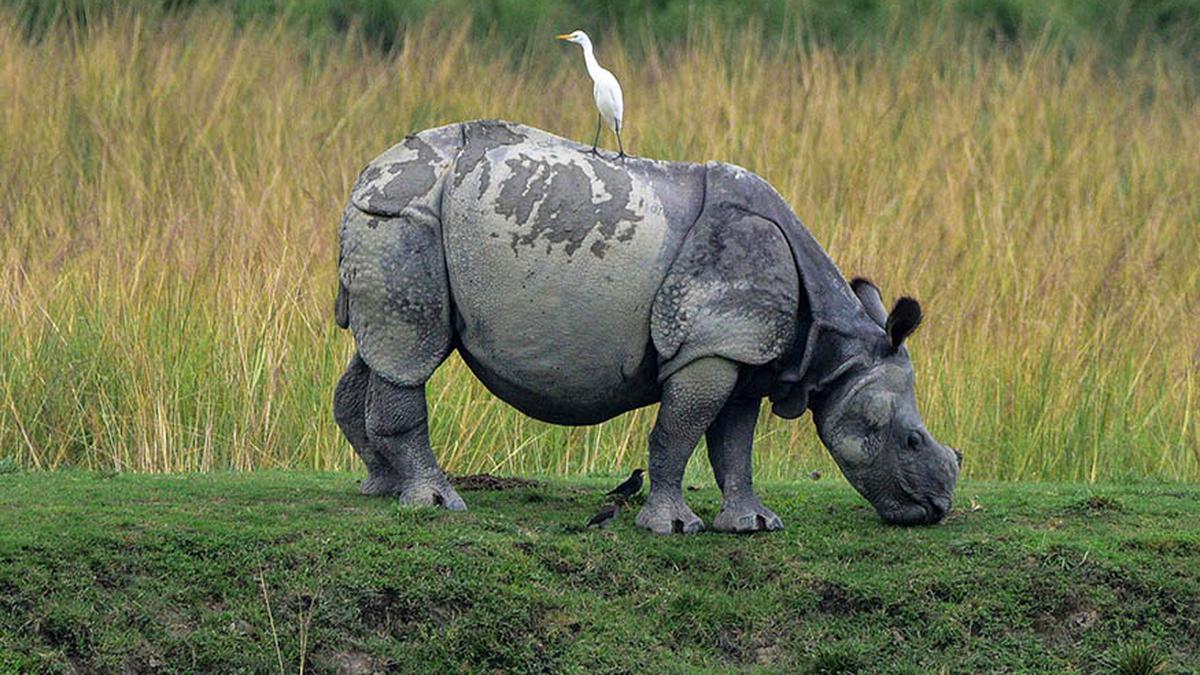 On World Rhino Day, spotlight on 'Kaziranga model' of conservation