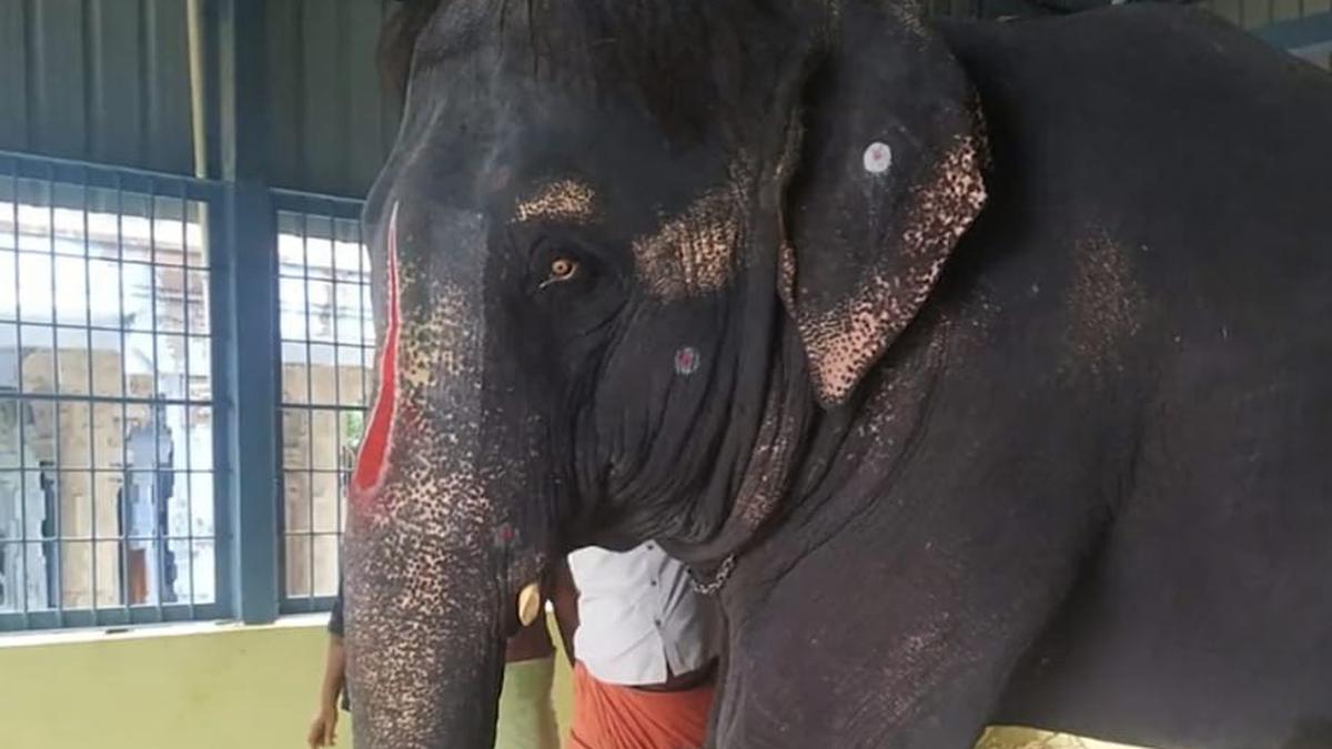 PETA counters 'false claims' on captive . temple elephant from Assam -  The Hindu