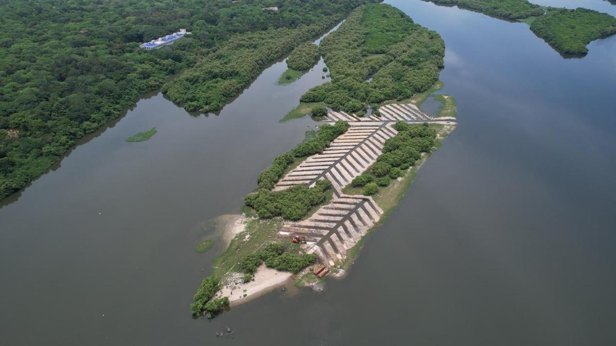 An island on Adyar Estuary is now home to a new mangrove belt