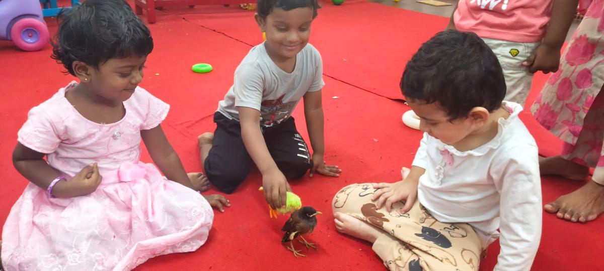 The rescued myna with kindergarten children 