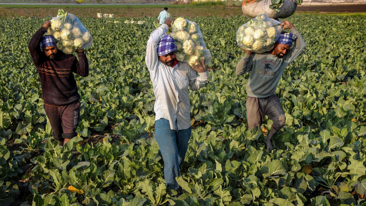 Budget 2023 | Decrease in allocations to agricultural schemes, food subsidy draws flak from farmers’ organisations
