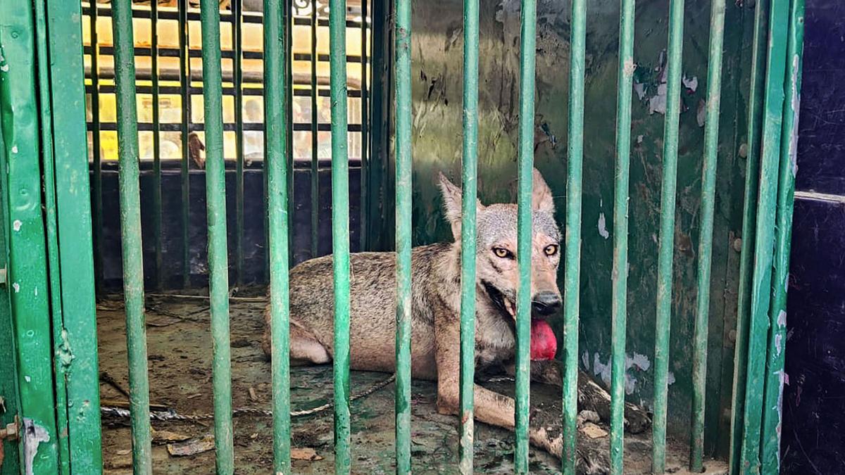 Villagers kill sixth and final wolf ending months-long havoc by predator in Uttar Pradesh‘s Bahraich