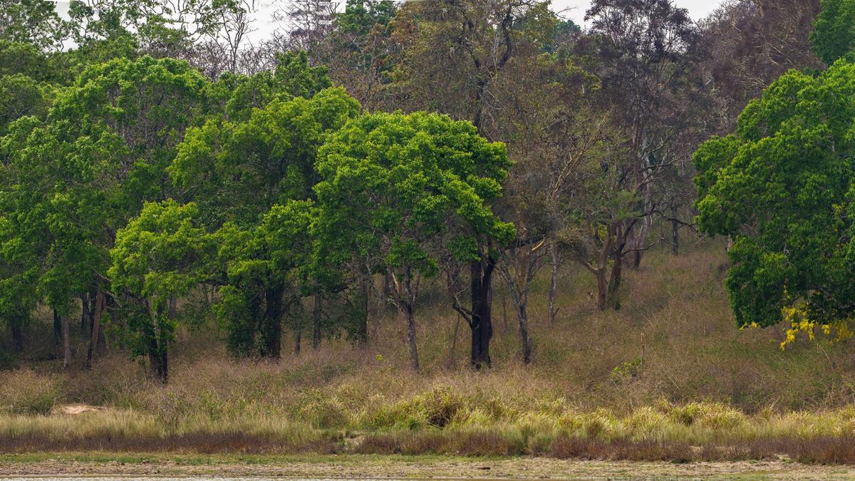 Crack down on illegal resorts in Sathyamangalam Tiger Reserve, Madras High Court tells T.N. govt. officials