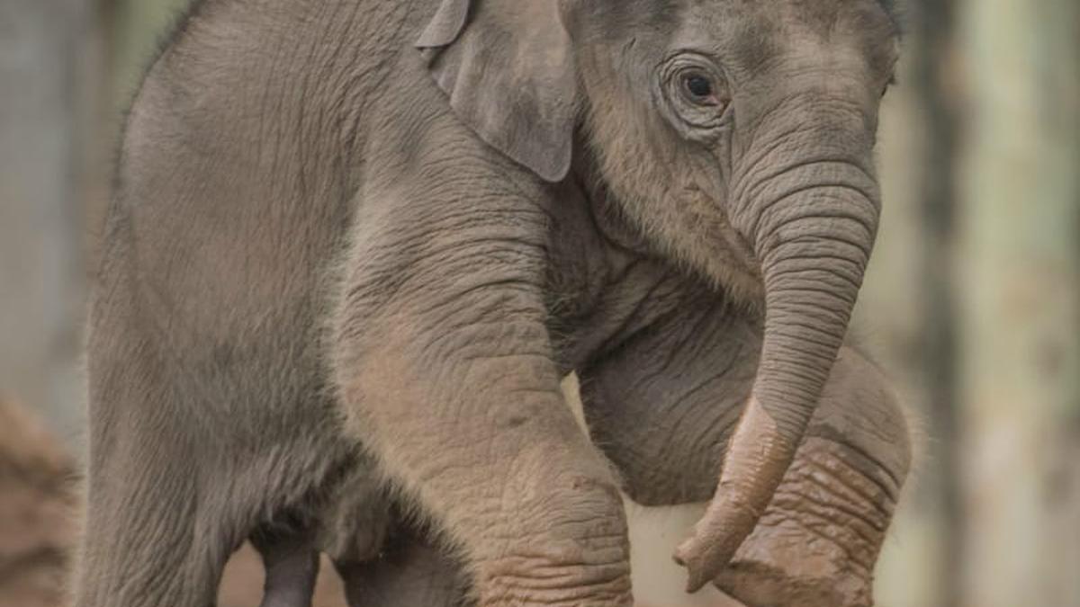 Elephant calf Anjan named after Assam conservationist in U.K.’s Chester zoo turns 5  