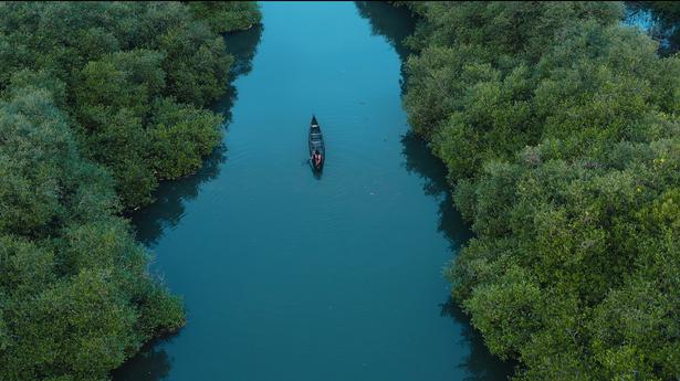 42% of Puthuvype’s mangroves vanished in last 20 years, finds study