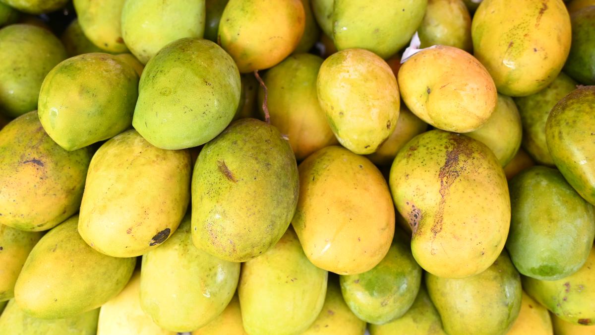 250 grams of mangoes instead of bread for breakfast led to improved glycaemic control in diabetics