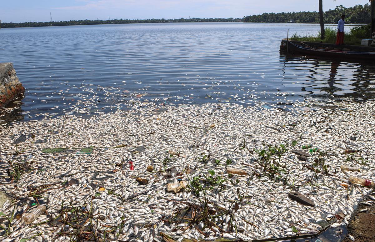 Dead fish floating on Ashtamudi lake in Kadavur, Kollam.