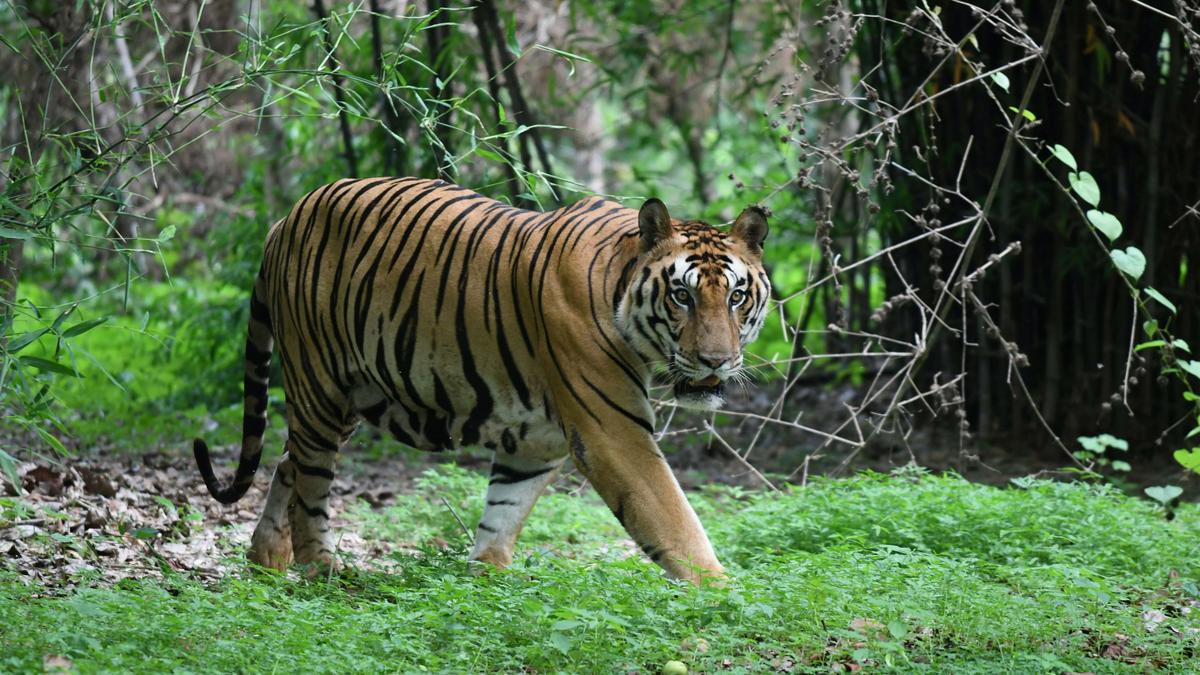 Woman killed in tiger attack in Madhya Pradesh’s Kanha reserve